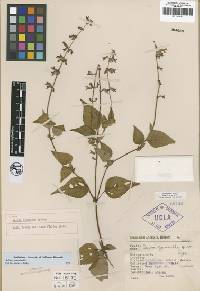 Salvia cyanantha image