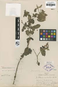 Image of Scutellaria umbratilis