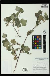 Ribes canthariforme image