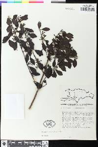 Dendropemon bistriatus image