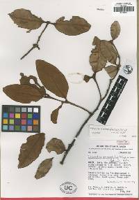 Image of Phthirusa macrophylla