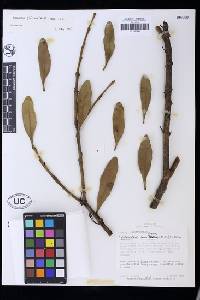 Psittacanthus pinicola image