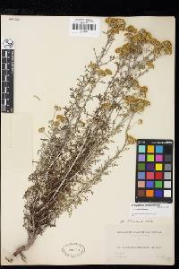 Eriophyllum confertiflorum image