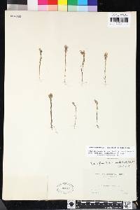 Castilleja densiflora image