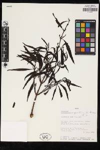 Image of Phoradendron angustifolium