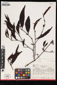 Image of Phoradendron antioquianum