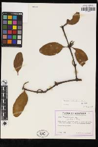 Image of Phoradendron applanatum