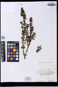 Image of Dendrophthora densifolia