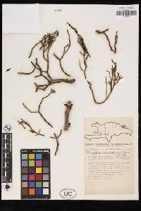 Image of Dendrophthora marmeladensis