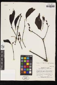 Image of Phoradendron colombianum