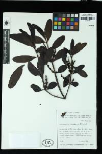 Phoradendron dipterum image