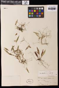 Image of Acianthera angustifolia