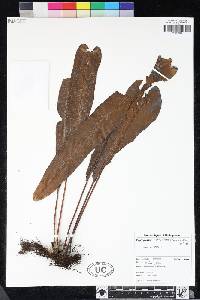Image of Elaphoglossum achroalepis