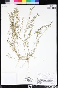 Lepidium nitidum image