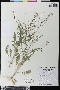 Sisymbrium orientale image