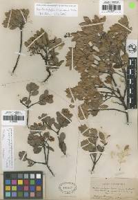 Arctostaphylos montana subsp. ravenii image