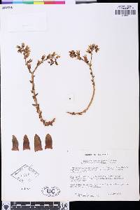 Dudleya edulis image