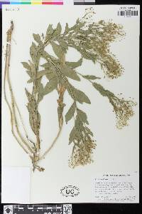 Lepidium draba image