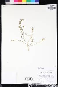 Lepidium nitidum image