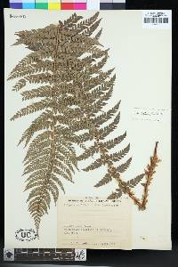 Polystichum aculeatum image