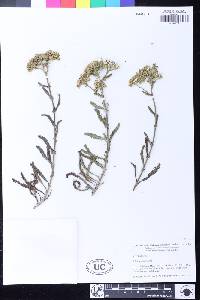 Achillea millefolium image