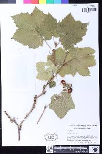 Rubus parviflorus image