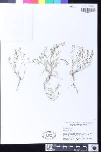 Lepidium didymum image