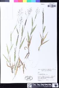 Image of Panicum acuminatum
