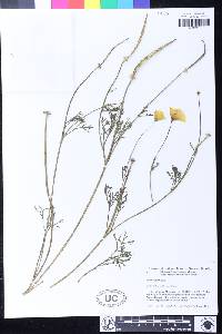 Eschscholzia californica image