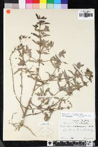 Trichostema austromontanum subsp. austromontanum image