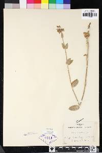 Stachys albens image