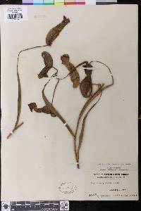 Nepenthes gracilis image