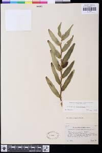 Dendrobium dactylodes image