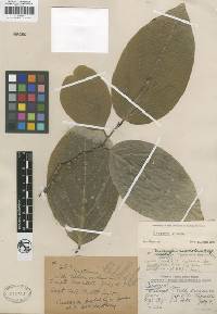 Image of Casearia samoensis