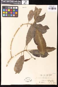 Image of Lepiniopsis ternatensis