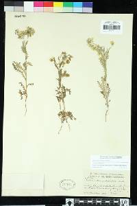 Emmenanthe penduliflora image