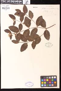 Apocynum androsaemifolium image