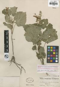 Image of Scutellaria vitifolia