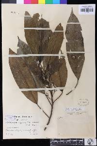 Image of Macaranga angustifolia