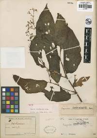 Image of Begonia consanguinea