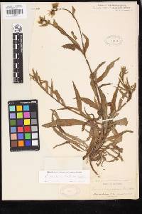 Amsinckia spectabilis var. spectabilis image