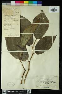 Piper philippinum image