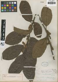 Image of Itea indochinensis