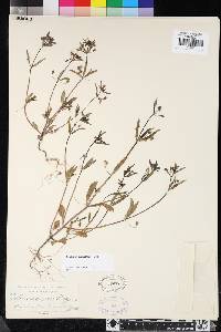 Collinsia parviflora image