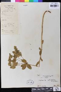 Euphorbia sieboldiana image