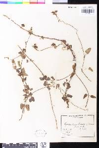 Image of Diplolepis boerhaviifolia