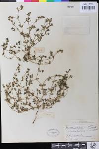 Euphorbia humifusa image