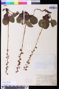 Pyrola asarifolia image