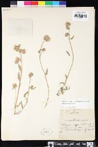 Phacelia mutabilis image