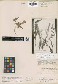 Image of Oenothera elongata